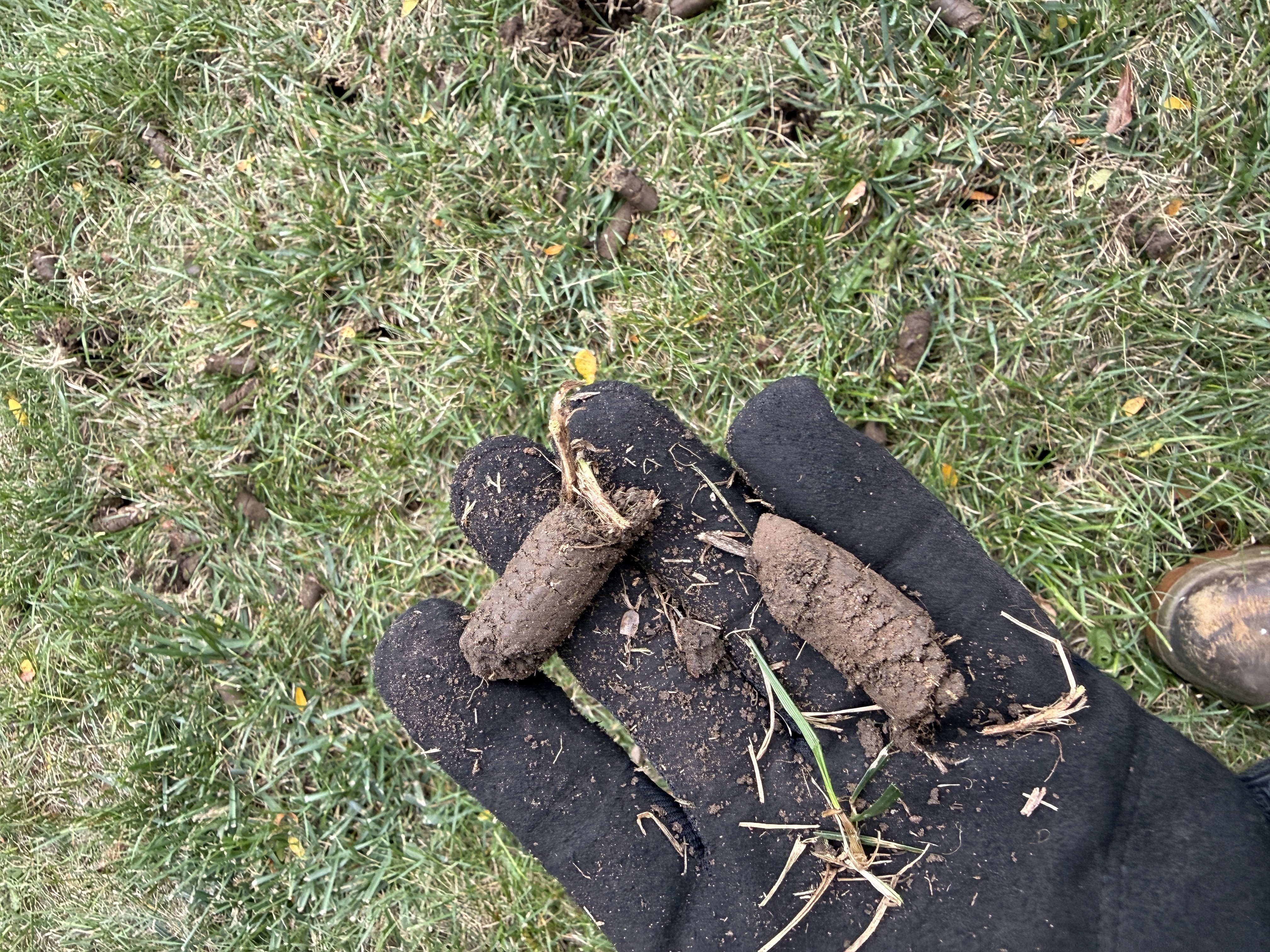Soil cores removed from a lawn during core aeration